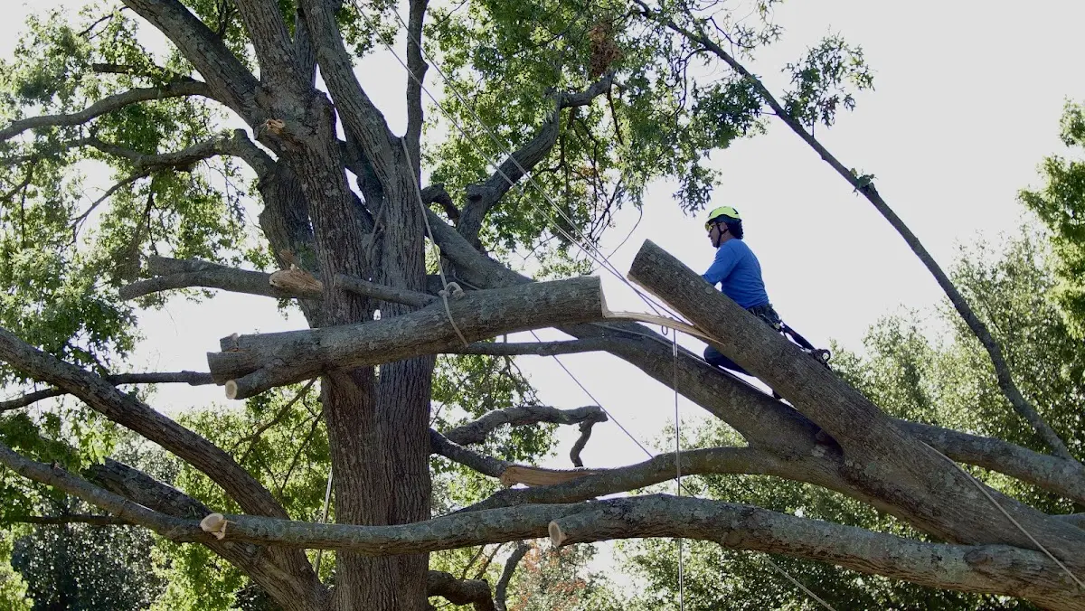 Professional Crown Thinning performed by certified arborists in Bass Lake