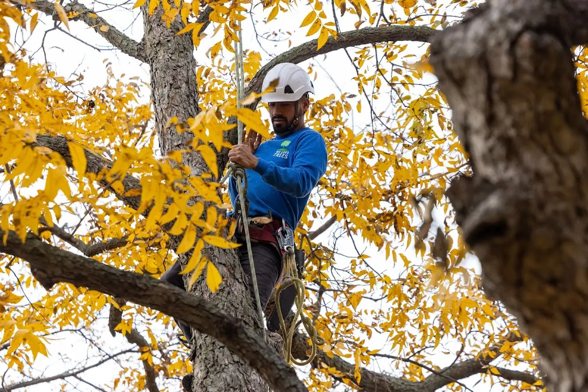 Skilled Storm Damage Cleanup crew working in Bass Lake