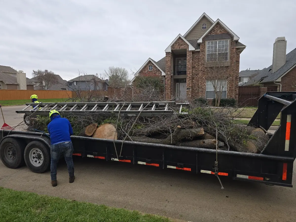 Expert Tree Pest Control with proper safety equipment in Bass Lake